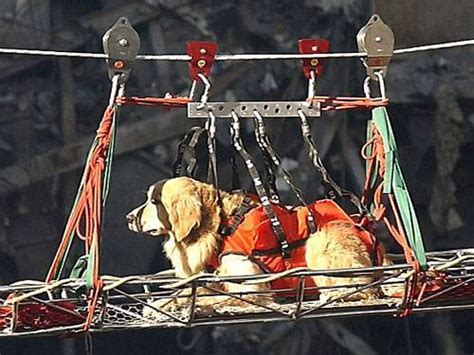 Remembering The Hero Dogs Of 911 The Dogington Post