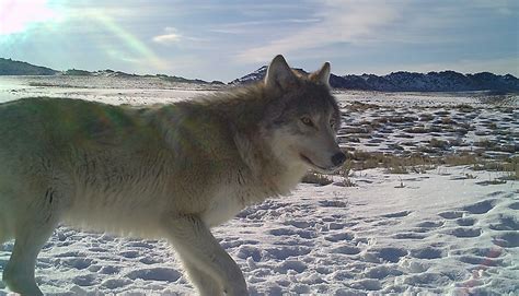 Chronic Wolf Depredation Your Wyoming News Source