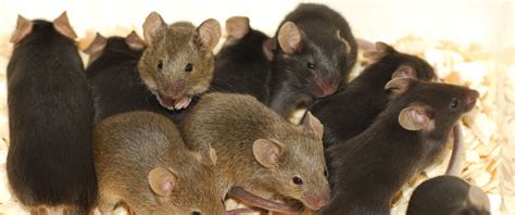 Maybe you would like to learn more about one of these? Mice Information for Kids: House Mouse Facts for Kids