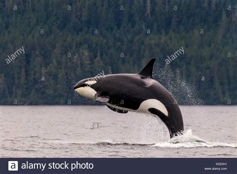 Orcas Des Pazifischen Ozeans Stockfotos Und Bilder Kaufen Alamy