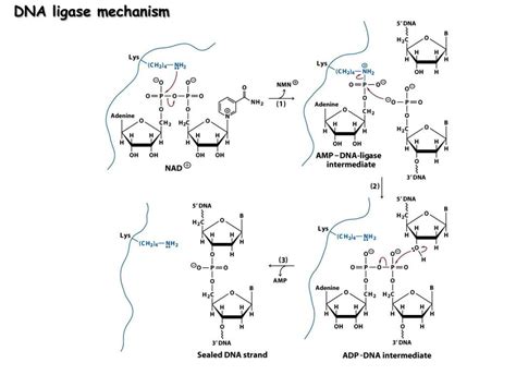 Dna ligases catalyse the formation of a phosphodiester bond between the free 5′ phosphate end of an oligo or polynucleotide. PPT - Replication PowerPoint Presentation, free download ...