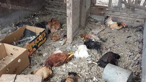 Help Something Killed 20 Of My Hens In One Night Backyard