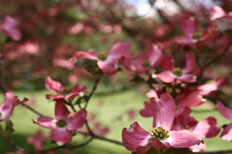 Spring Dogwood Tree Flowers Free Nature Pictures By Forestwander
