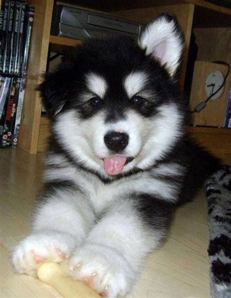 Cute Husky Puppy Mais Cute Husky Puppies Malamute Puppies Husky Puppy