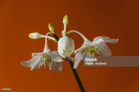White Flowers Of Homegrown Eucharis Amazonica On Orange Background