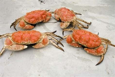 13 Different Types Of Crabs You Might Not Have Seen Before With