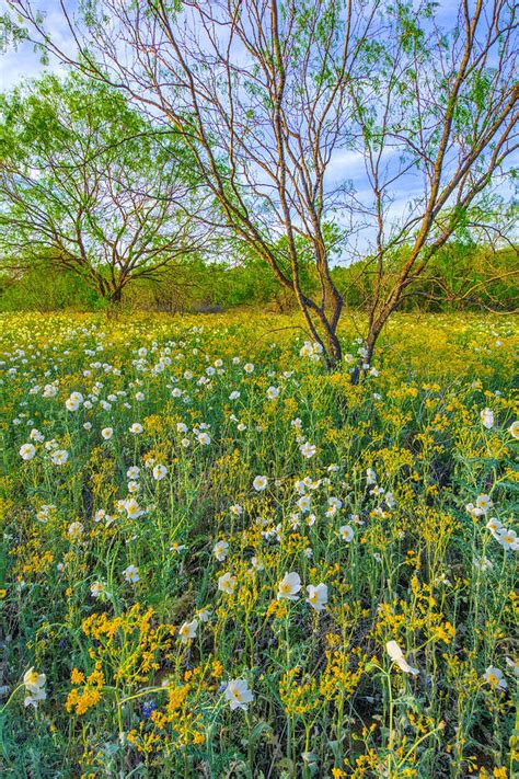 Wildflowers In The Hill Country 33 Photograph By Rob Greebon Pixels