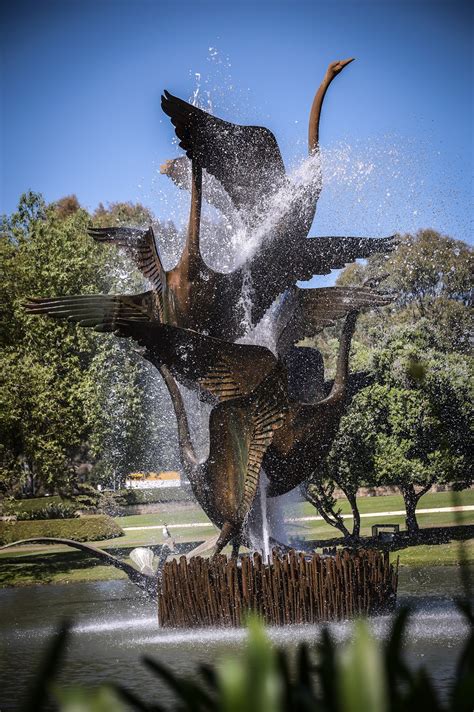 Black Swan Fountain Sculpture Burswood Park