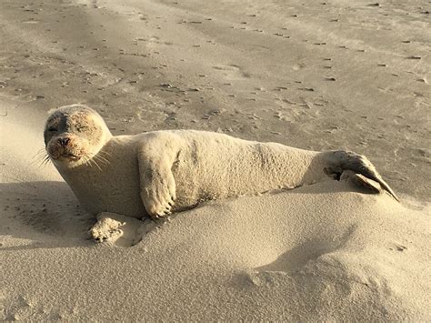 Seal Sand Mammal · Free Photo On Pixabay