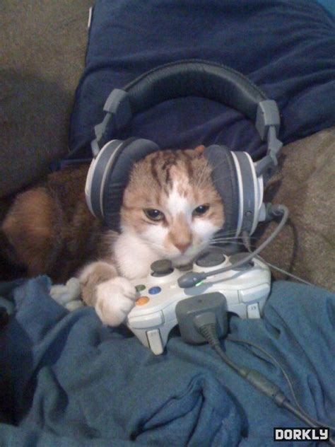 Animals with game controllers: how I failed trying to emulate the