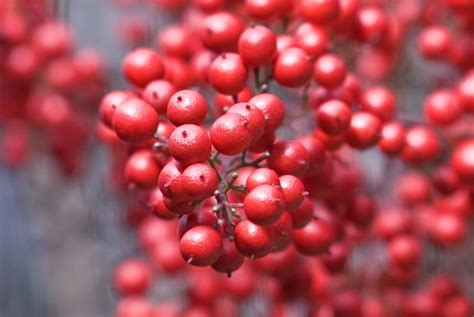 Purple skin with a tiny nut. Jeffrey Friedl's Blog » Winter in Kyoto: Lotsa Red Berries