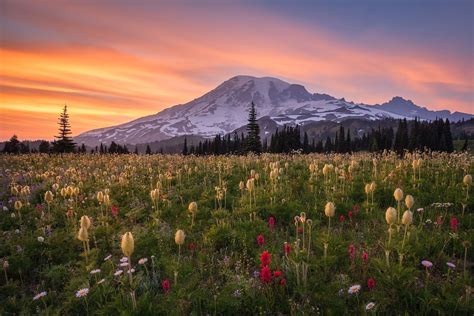 Download Meadow Mountain Flower Sunset Washington State Nature Mount