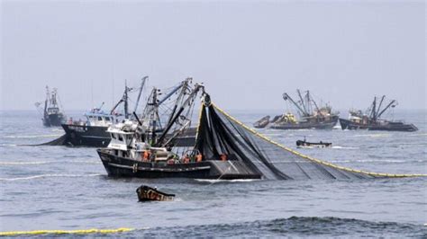 La Pesca Ilegal Causa Pérdidas Por Us 2000 Millones Por Año