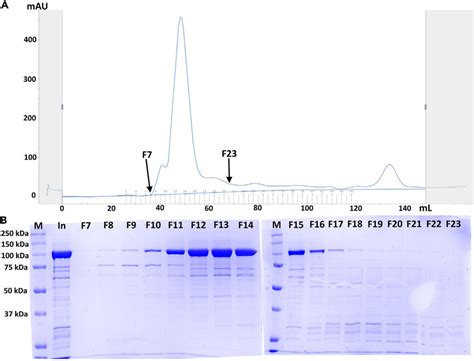Size Exclusion Chromatography Purification Of RfxCas13d A