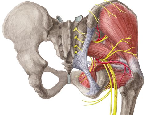 Hip Muscles Diagram 17 Best Images About For Massage Therapists On