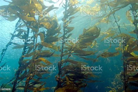 Seaweed Kelp Forest At Catalina Island Stock Photo Download Image Now