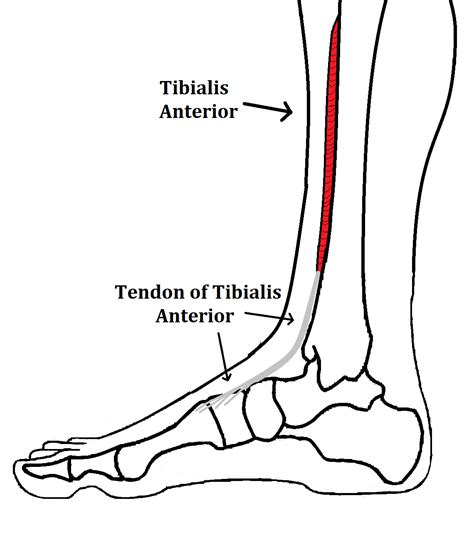 Tibialis Anterior Tendinopathy Ankle Foot And Orthotic Centre