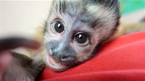 Baby Monkey Happy Is The Cutest Youtube