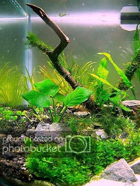 Challenges that may occur in maintaining oscar tank Picotope shrimp tank - new scape for my daughters ...
