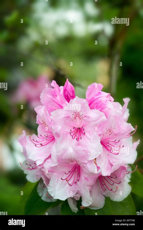 Rhododendron Hi Res Stock Photography And Images Alamy
