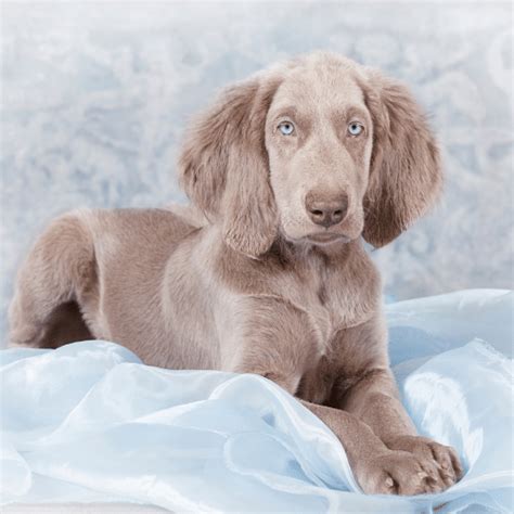 Long Haired Weimaraner Breed Profile And Information