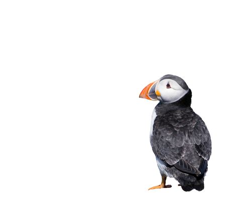 Puffin On White Background Free Stock Photo Public Domain Pictures