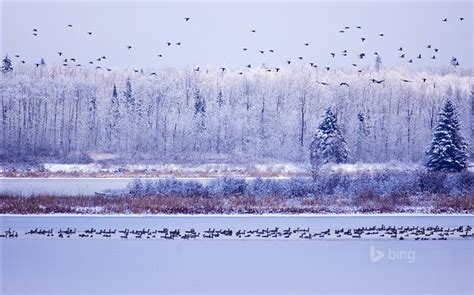 Winter Migratory Birds Bing Theme Wallpaper Wallpapers View