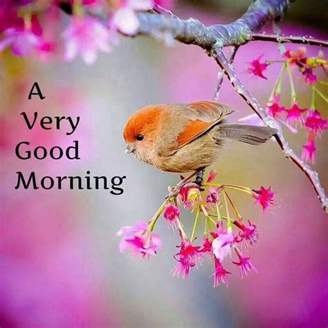 A Very Good Morning With A Beautiful Bird Images Good Morning Images Quotes Wishes Messages