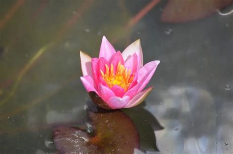 Nymphaea Pygmaea Rubra Bennetts Waterlily Plants