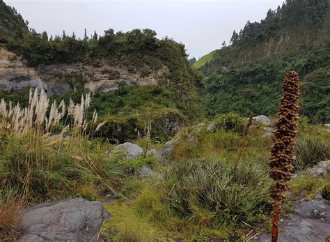 Biodiversidad Del Ecuador Ecosistemas Terrestres Del Ecuador 15840