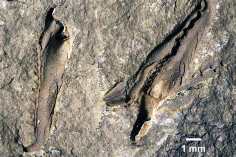 400 Million Years Old Giant Worm Discovered