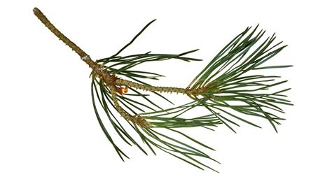 Scots Pine Pinus Sylvestris British Trees Woodland Trust