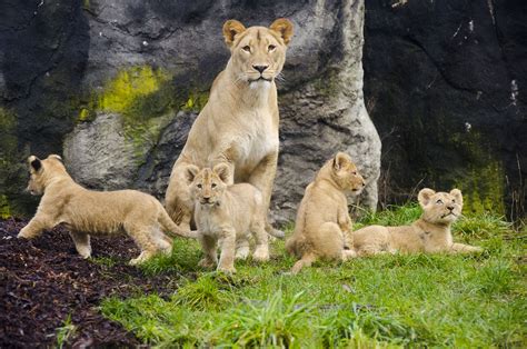 Lion Cubs Debut At Woodland Park Zoo My Ballard