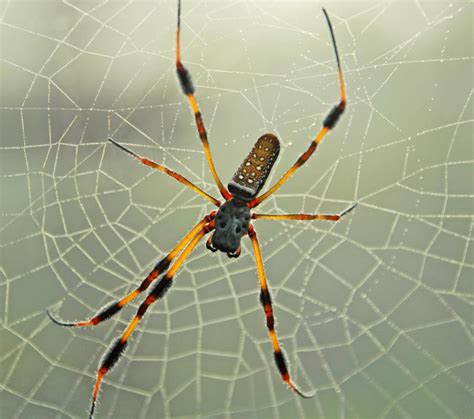 What Is A Banana Spider With Pictures