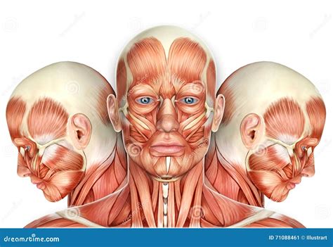 3d Male Face Muscles Anatomy With Side Views Stock Illustration