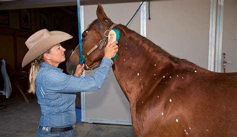 Horse Grooming Learn How To Groom Your Horse Horseandrider