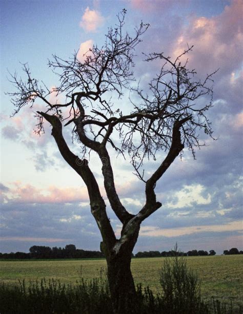 Leafless Tree Stock Photo Image Of Alone Mysterious Depressing 588048