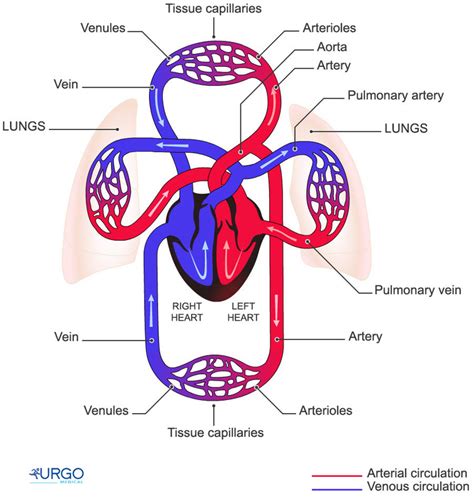 Circulatory System Exploring The Human Body