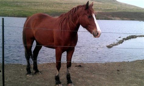 Red Lake Rosies Rescue Update On Mini Horses