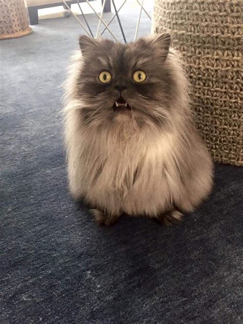 Psbattle Fluffy Cat With A Surprised Look On Its Face R
