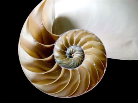 Here Is A Real Bisected Nautilus Shell Fibonacci In Nature Fibonacci