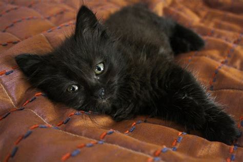 Have some cute pets yourself? Cutest black kitten - Teh Cute