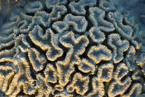 Brain Coral Wallpapers Wallpaper Cave