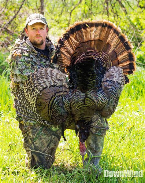 Turkey Hunting Pictures Downwind Outdoors