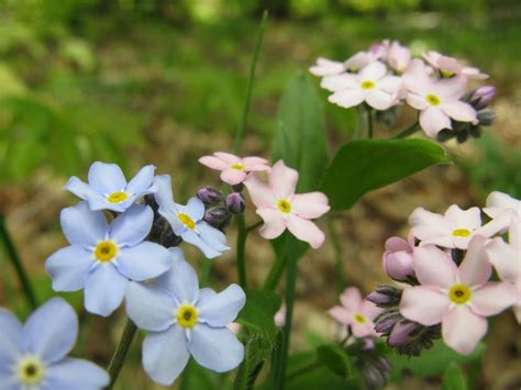 Pink Forget Me Nots By Rockey15 On Deviantart