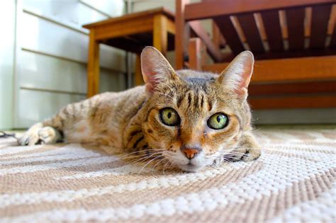 Find an affordable veterinarian near you now. What is the best cat breed for me? - The Vet on Fourth
