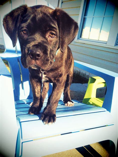 Coco Chanel 9 Weeks Old Cane Corso Puppy Hunde