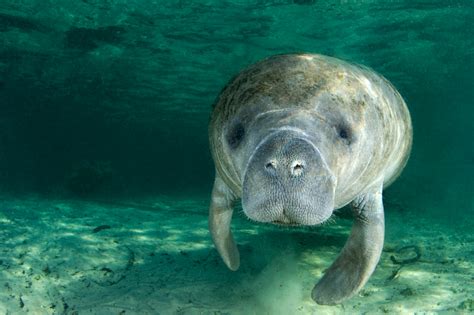 8 Fun Facts About Manatees In Florida 30a