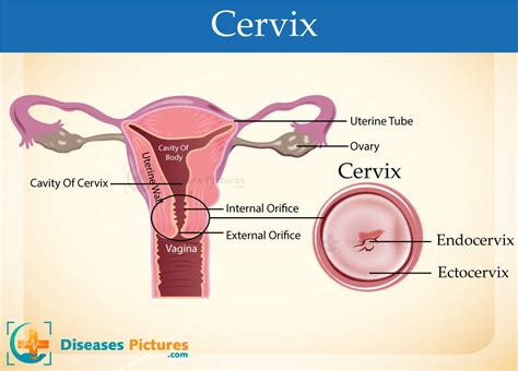 Cervical Mucus Stages Before Period After Ovulation Chart Types