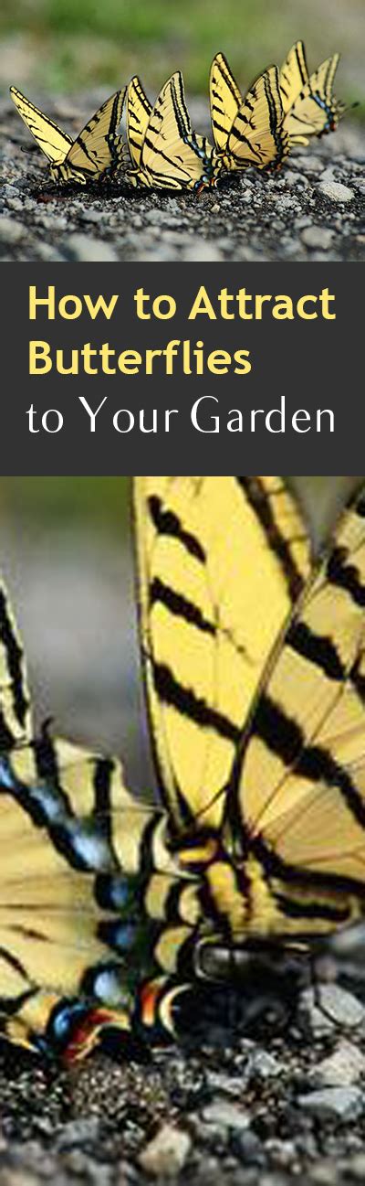 How To Attract Butterflies In Your Garden ~ Bless My Weeds